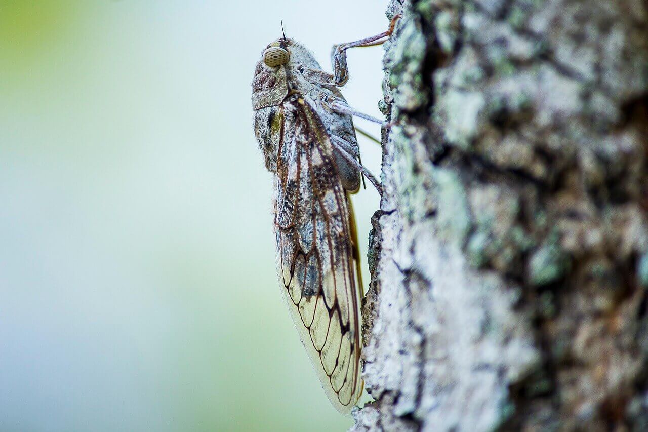 Découvrir la biodiversité autour de Brantes : nature, lavande et paysages du Vaucluse