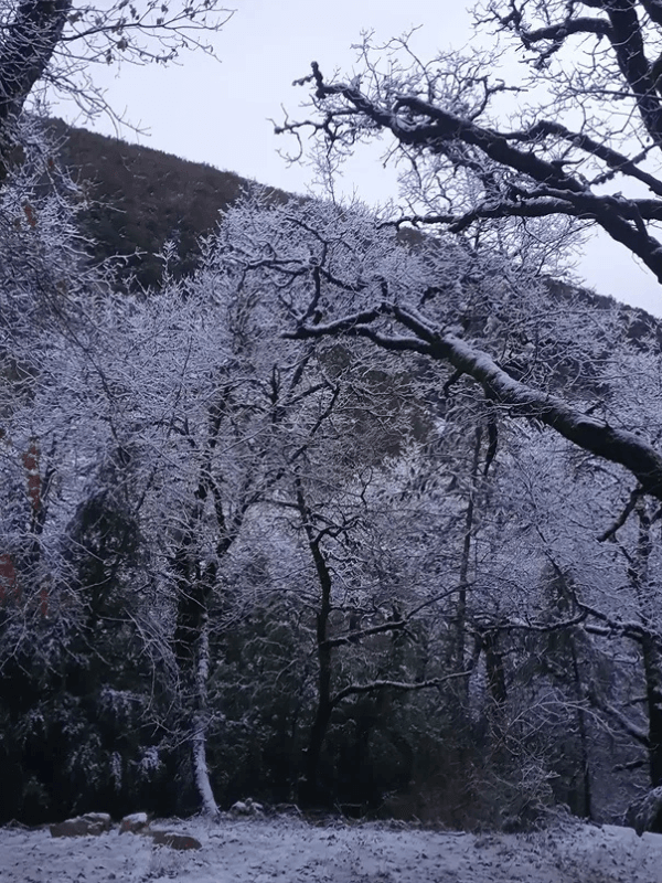 Arbre enneigé dans les paysages de Provence