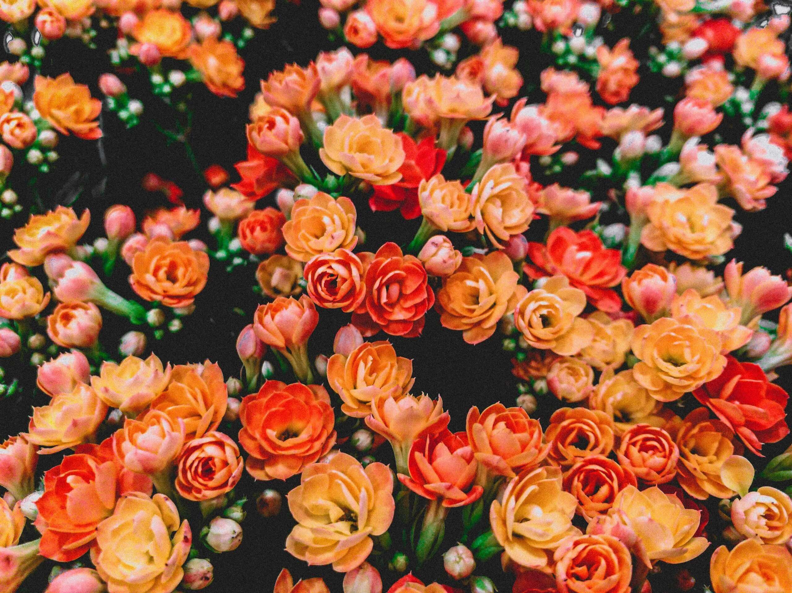 Corso Fleuri de Nyons : un festival de fleurs et de couleurs en Provence