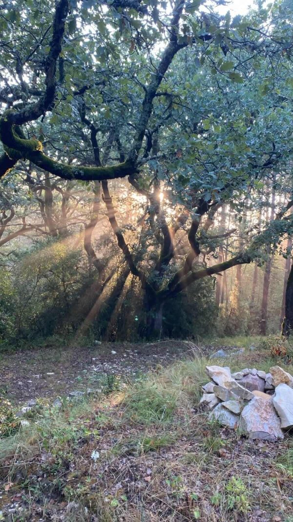 Arbre dans la brume